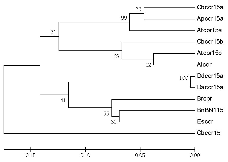 Cold-induced COR15a gene of capsella bursa-pastoris and application thereof to cold resistance of improved plants