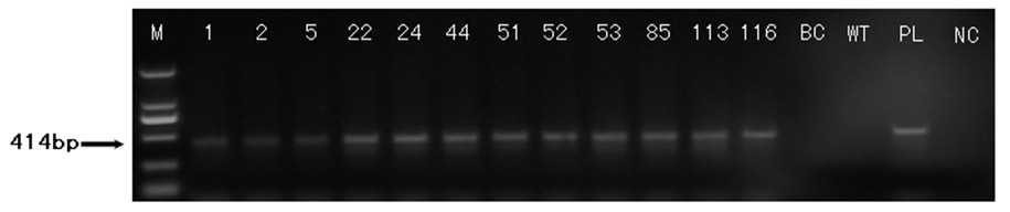 Cold-induced COR15a gene of capsella bursa-pastoris and application thereof to cold resistance of improved plants