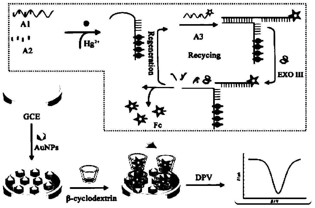 Mercury ion electric sensing analysis and detection method based on excision enzyme III assisted target circulation and subject and object recognition