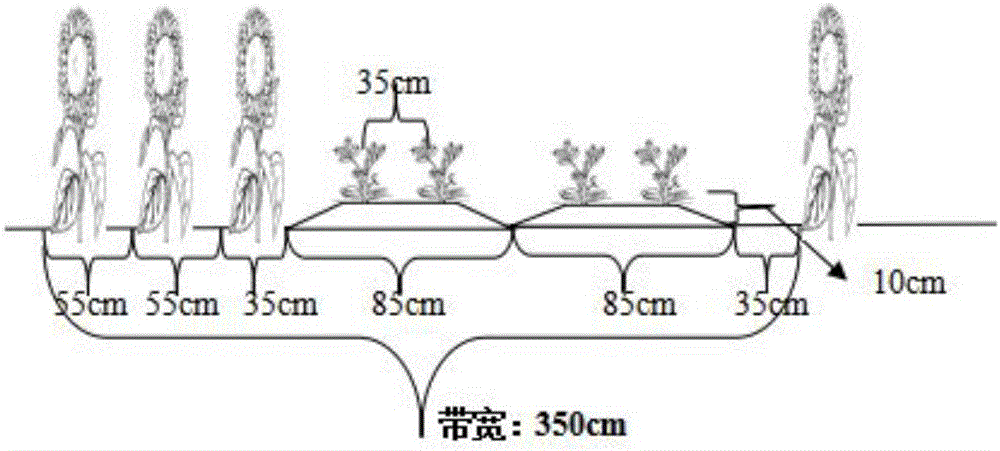 Cultivation method for high-yield of oil sunflower and peanut interplantation on saline-alkali land