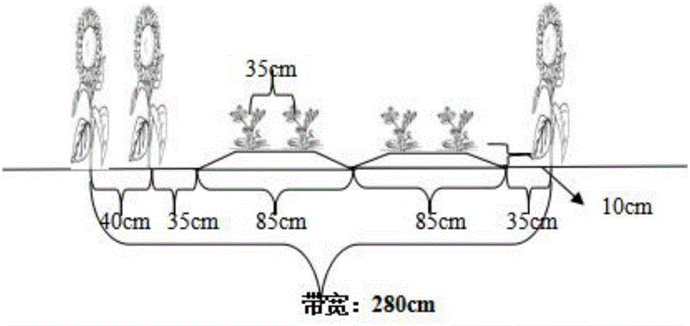 Cultivation method for high-yield of oil sunflower and peanut interplantation on saline-alkali land