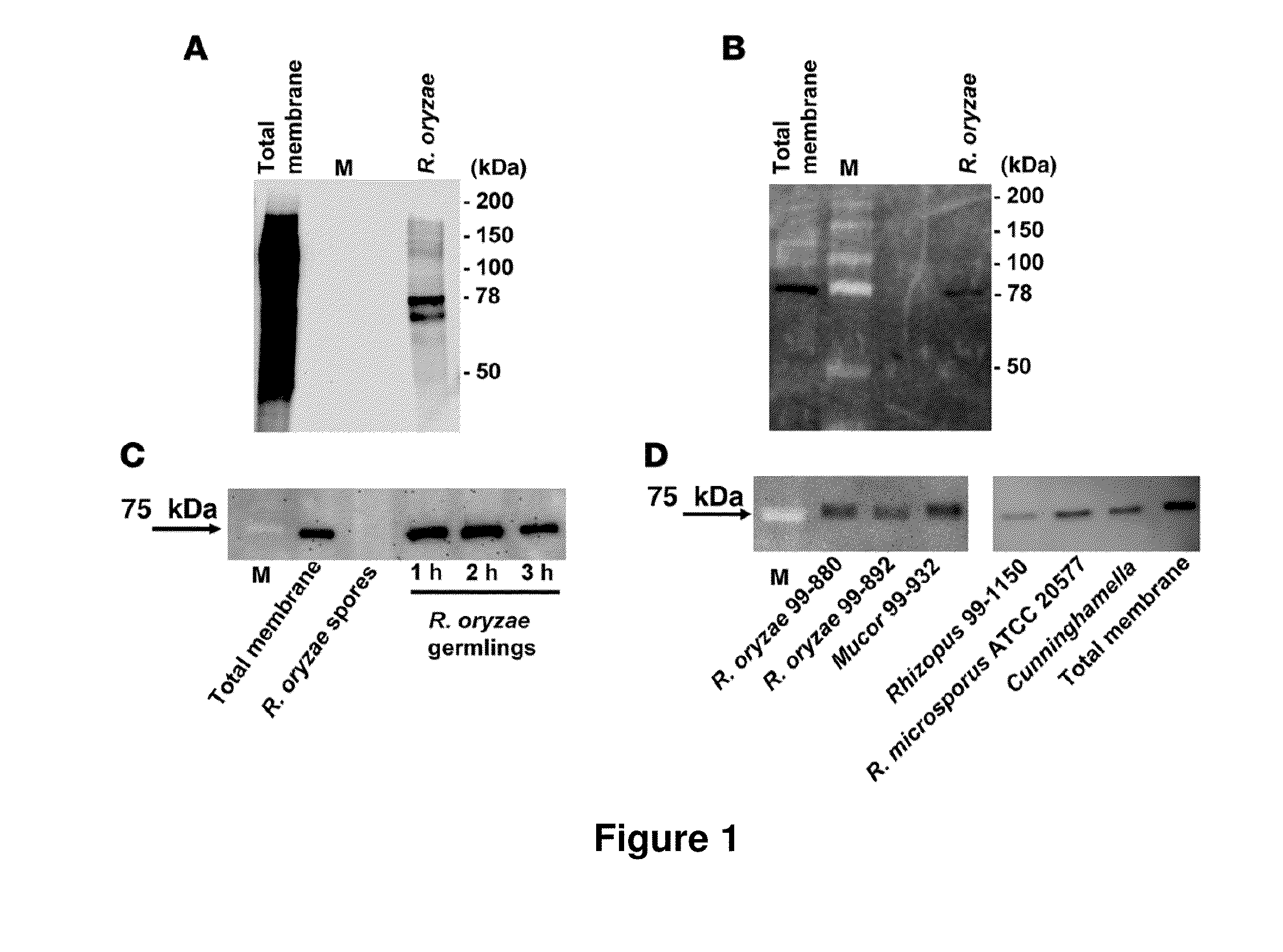 Mammalian receptors as targets for antibody and active vaccination therapy against mold infections