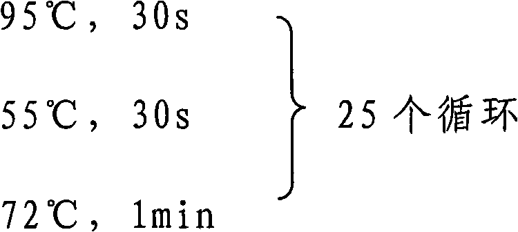 Bioengineering method for synthesizing sodium phosphocreatine