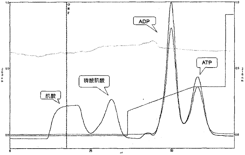 Bioengineering method for synthesizing sodium phosphocreatine