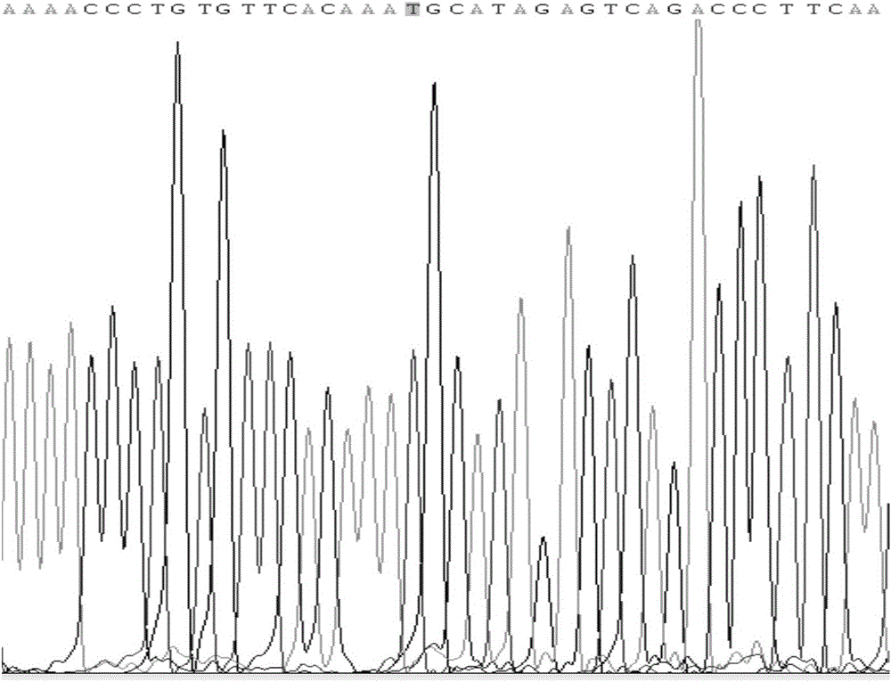 Method for identifying polymorphism of human breast cancer genes BRCA1 rs8176318 by aid of NsiI