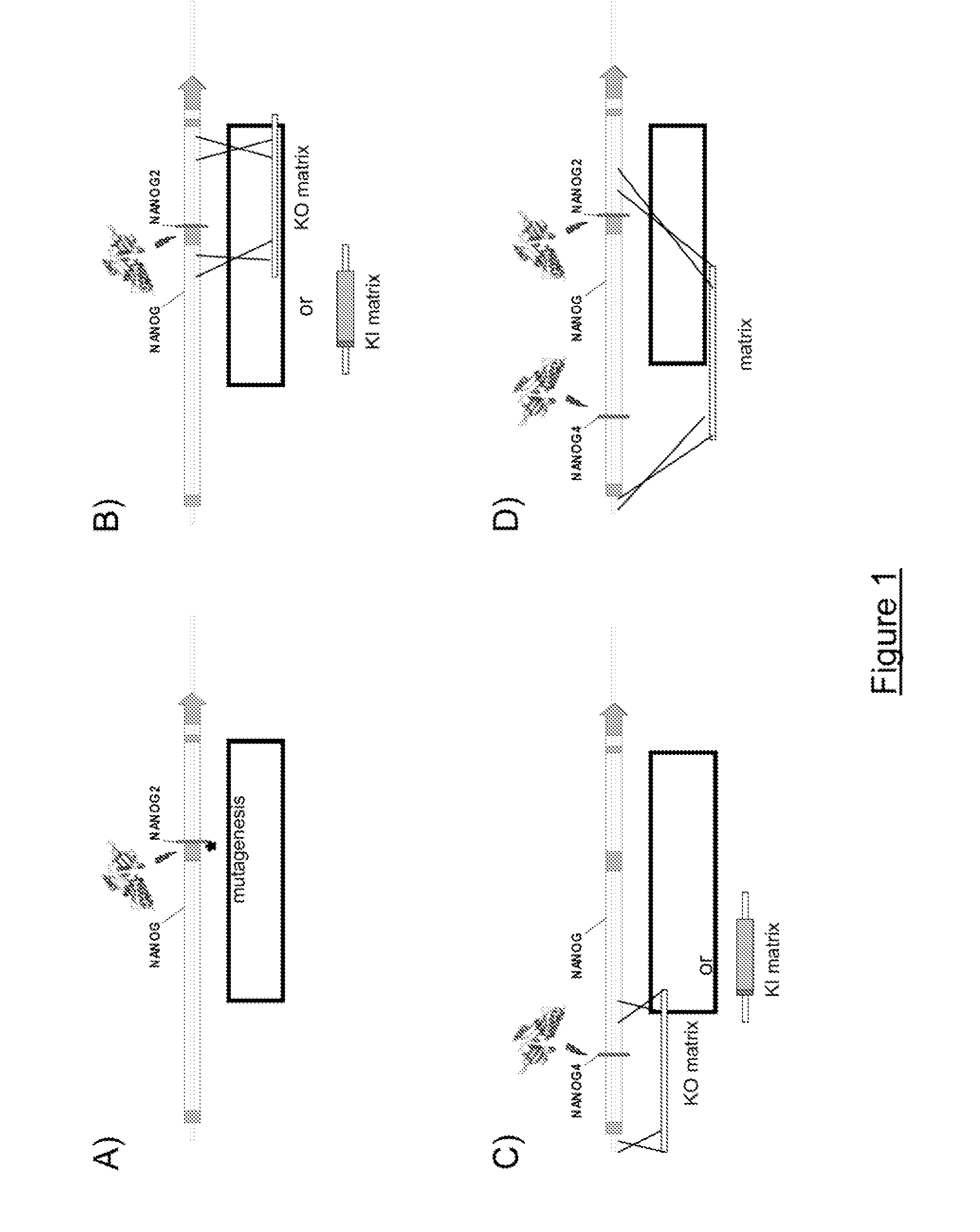 Meganucleases variants cleaving a DNA target sequence in the nanog gene and uses thereof