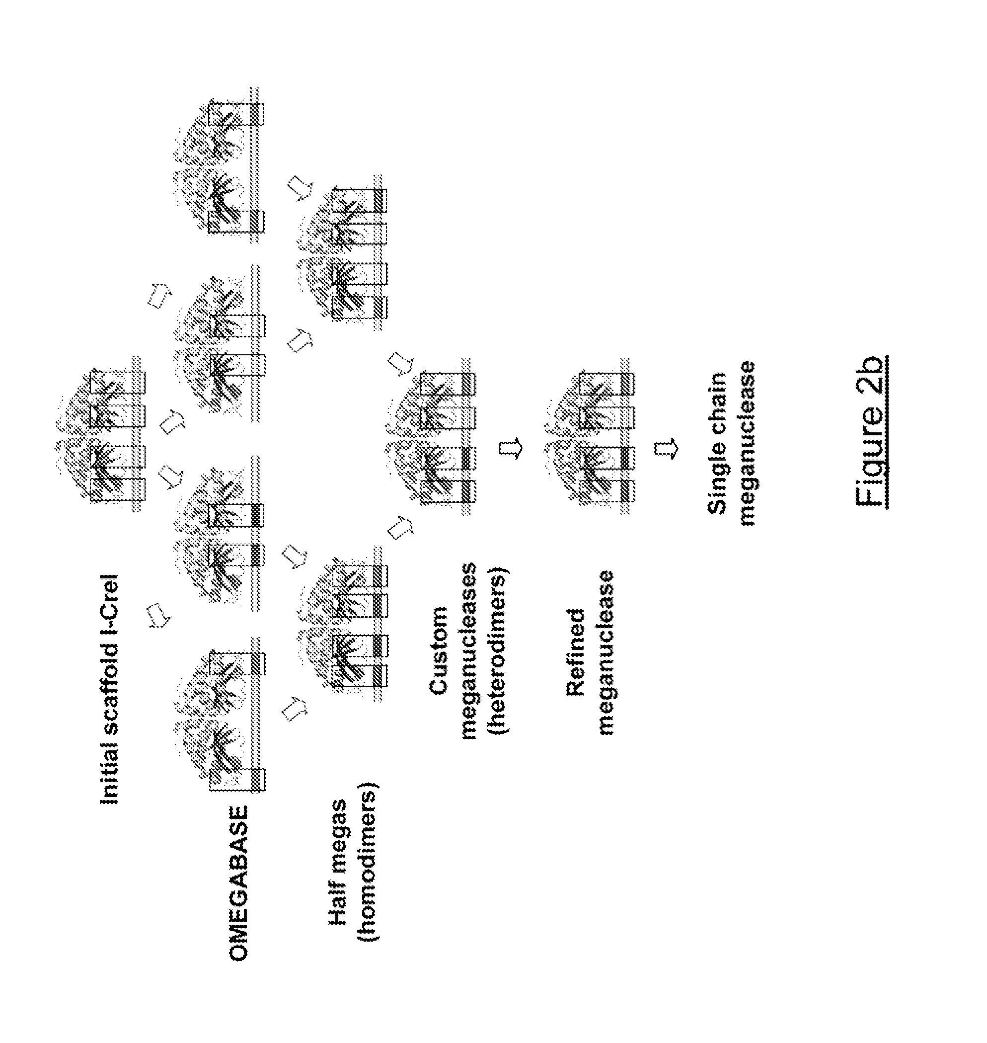 Meganucleases variants cleaving a DNA target sequence in the nanog gene and uses thereof