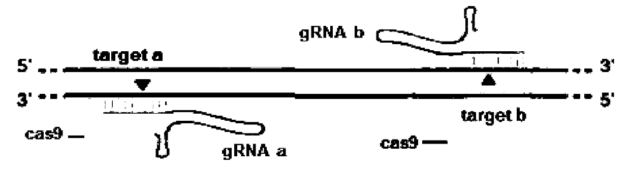 Method for breeding adgrf3b gene deletion zebra fish by gene knockout