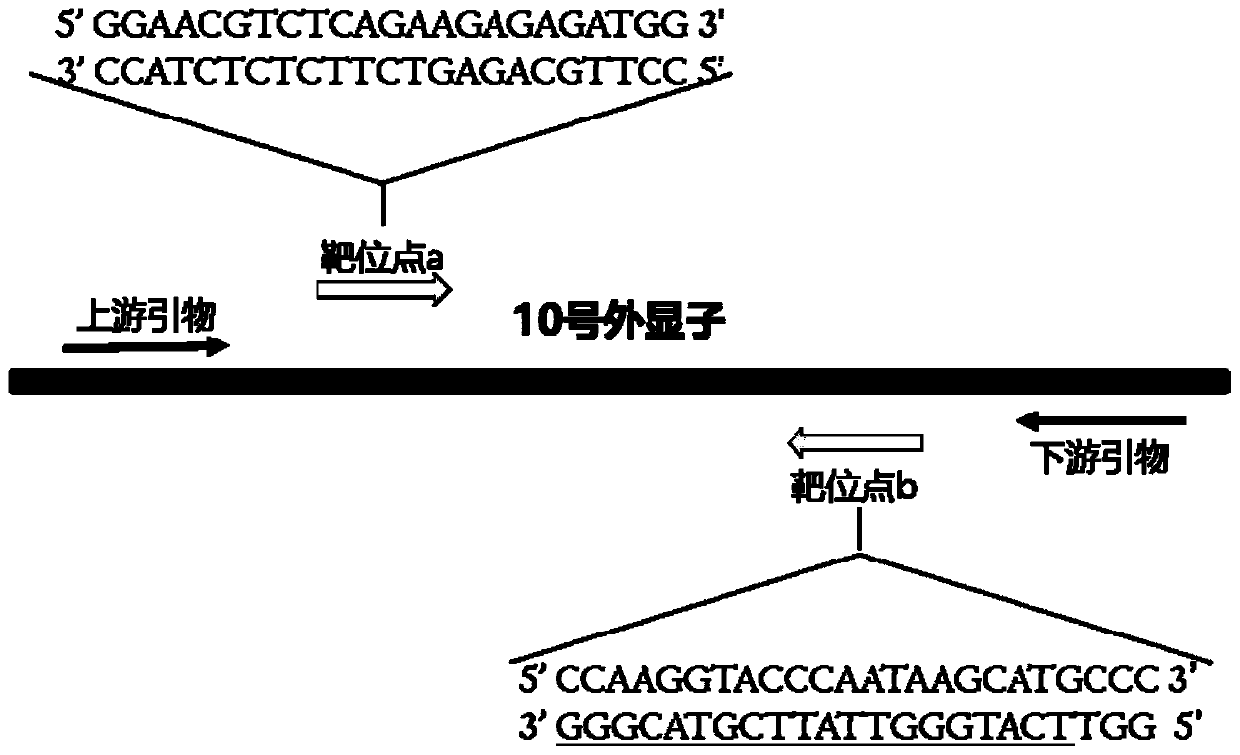 Method for breeding adgrf3b gene deletion zebra fish by gene knockout