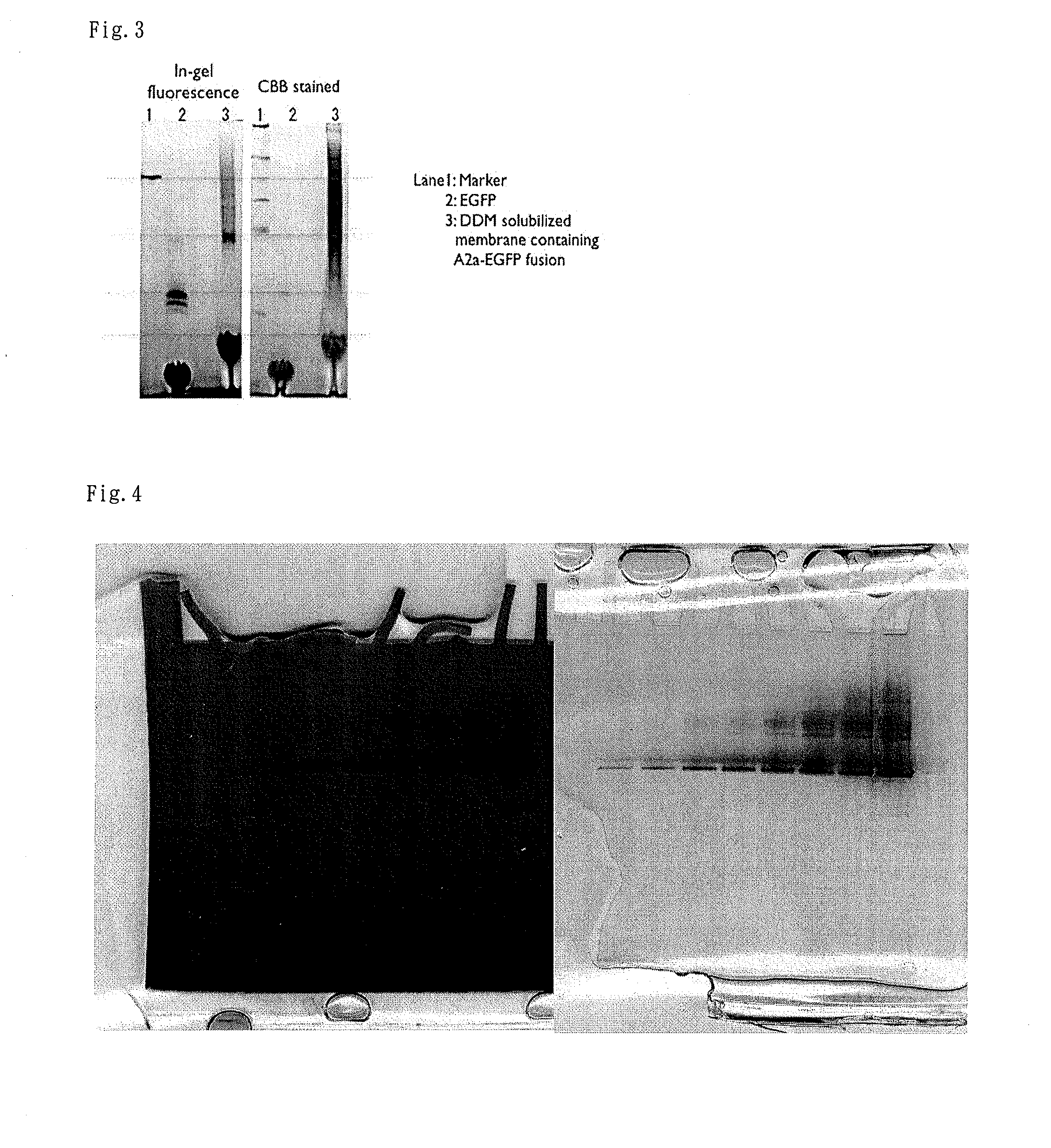 Novel clear native electrophoresis method utilizing aromatic sulfonic acid compound