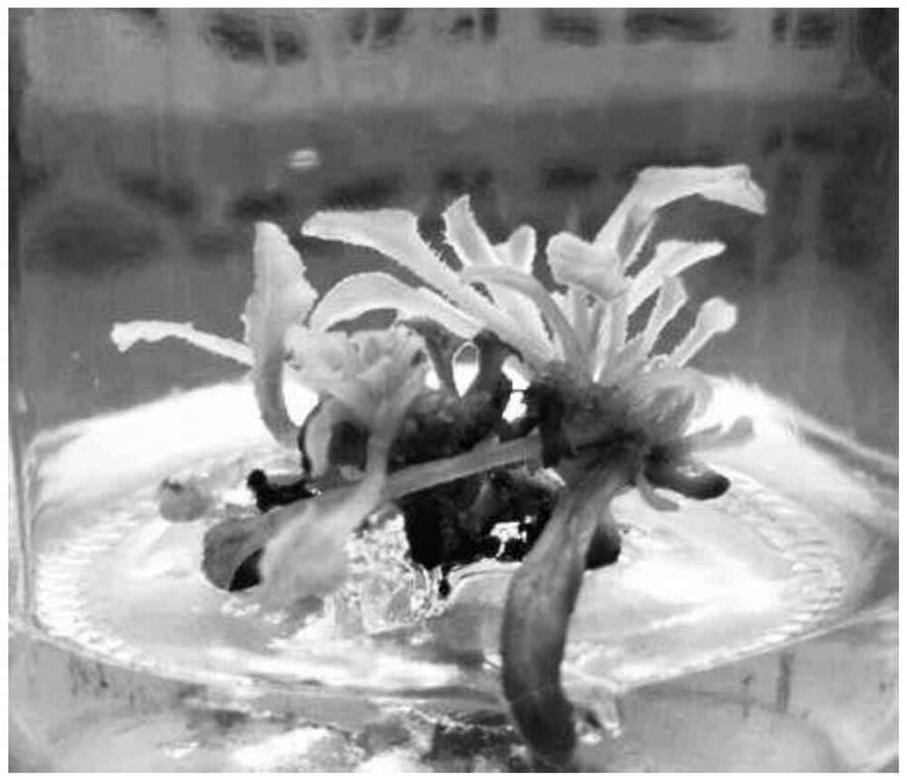 Tissue culture method of brunnera macrophylla "Hadspen Cream"