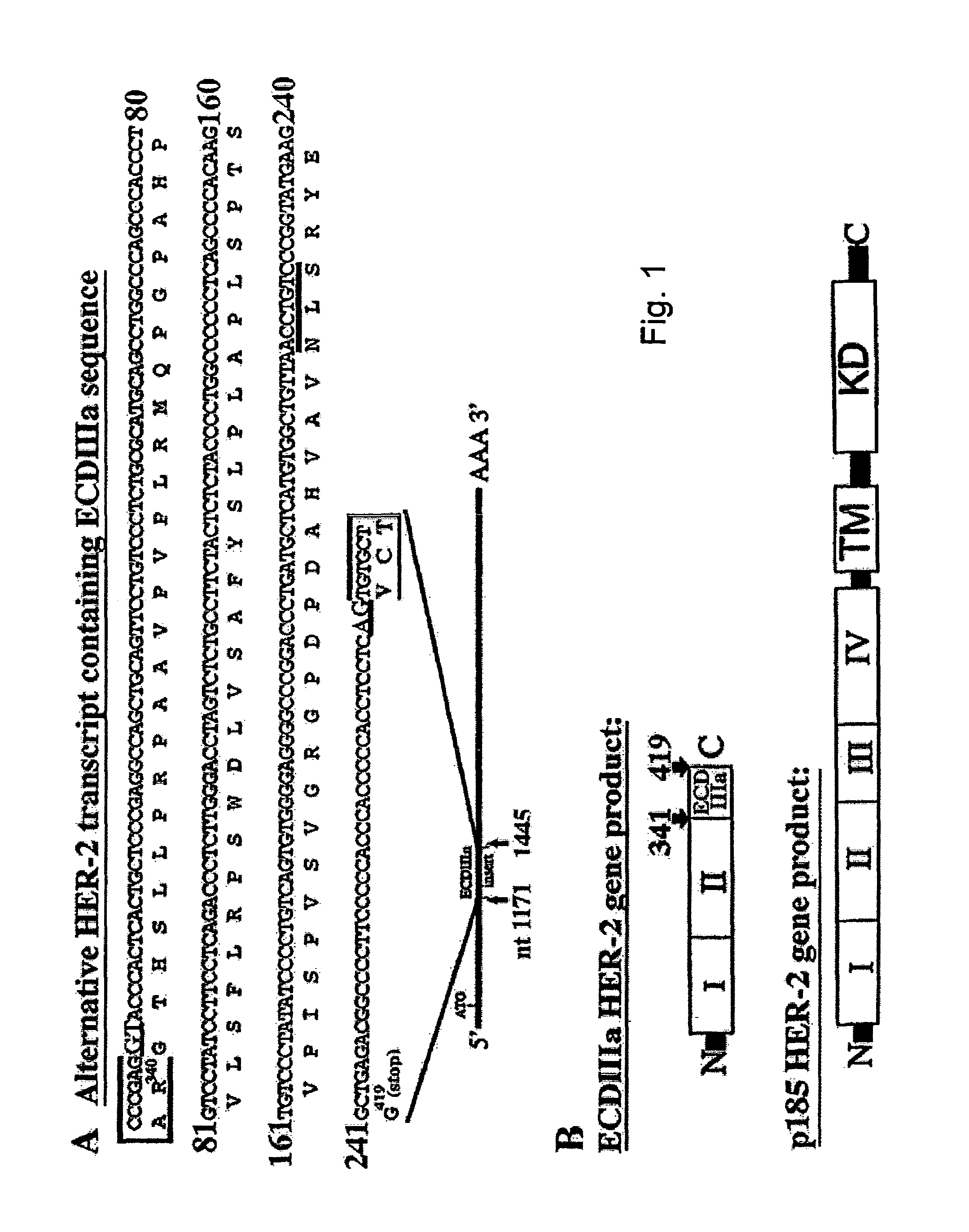 HER-2 binding antagonists