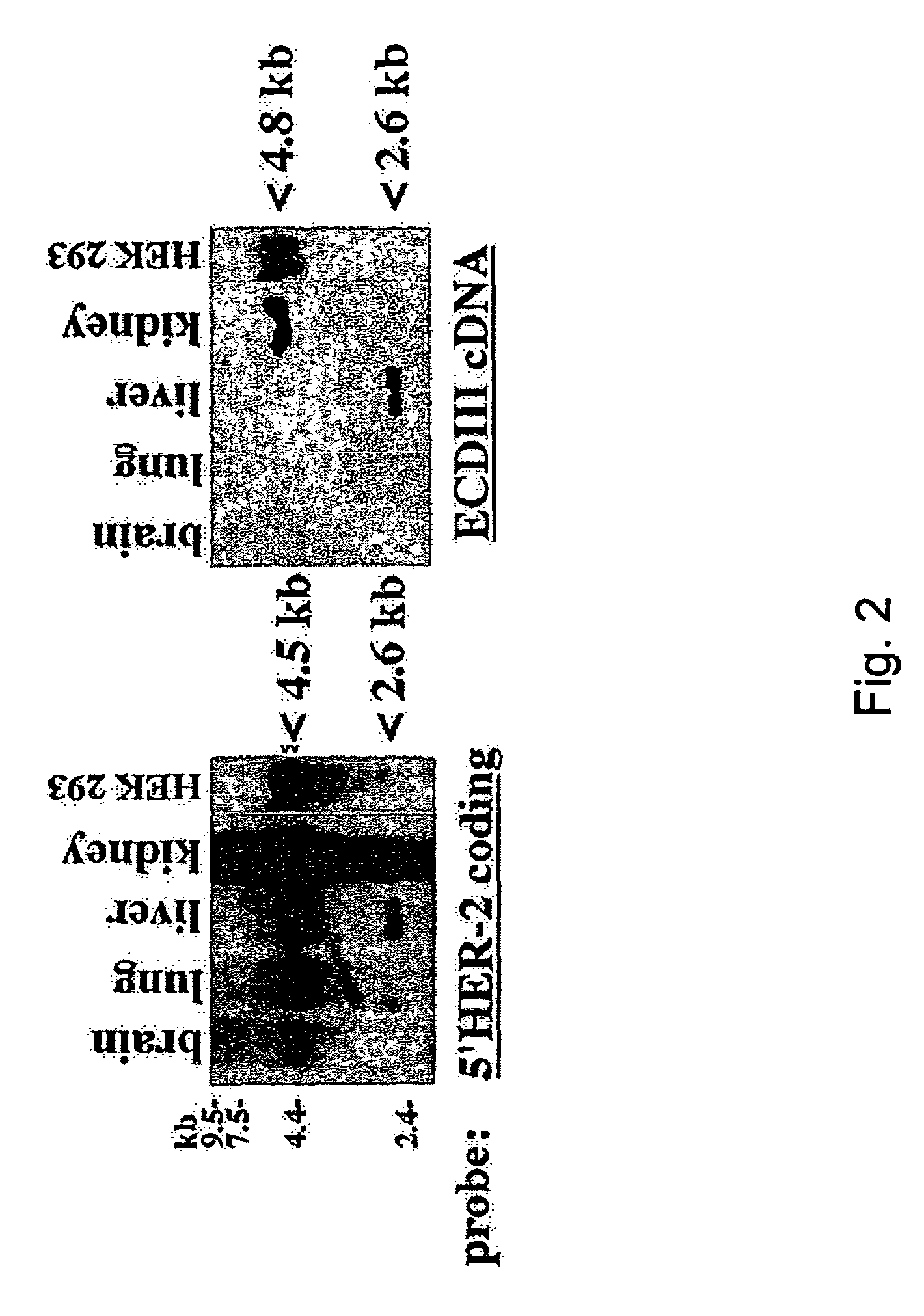 HER-2 binding antagonists