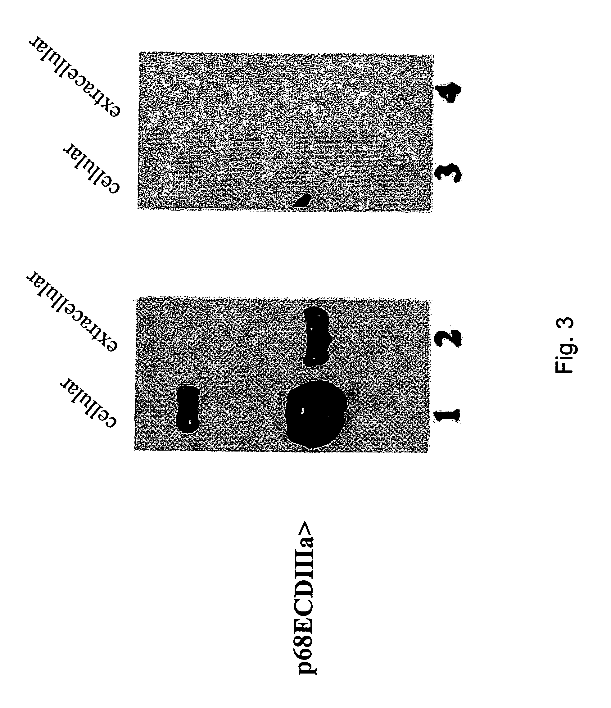 HER-2 binding antagonists