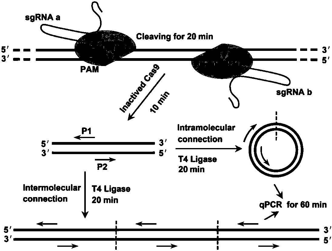 CRISPR (clustered regularly interspaced short palindromic repeat) based DNA detecting and typing method and application thereof