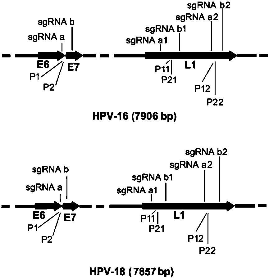 CRISPR (clustered regularly interspaced short palindromic repeat) based DNA detecting and typing method and application thereof