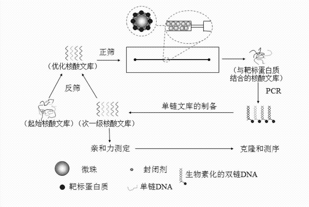 Method for screening protein aptamers by using micro-fluidic chip