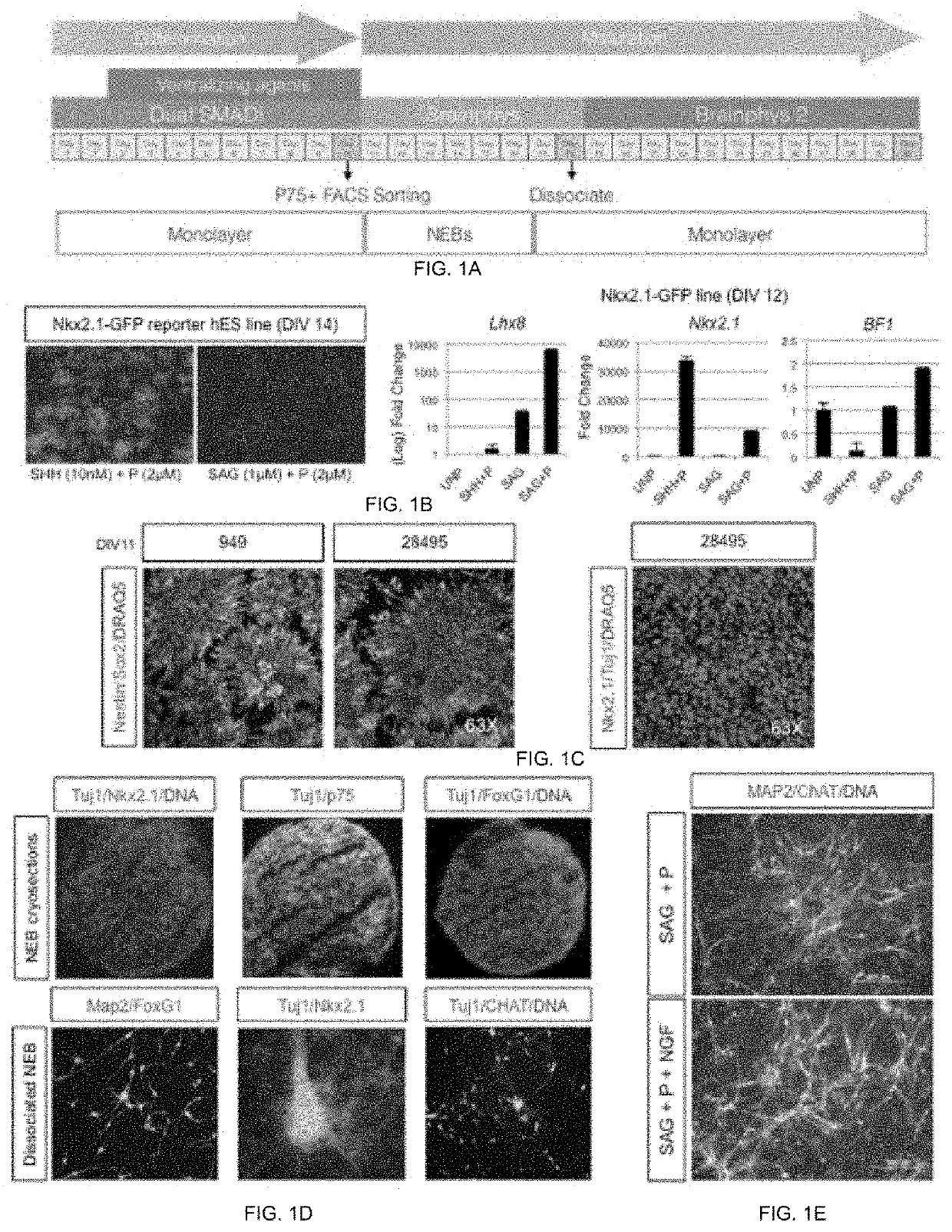 METHOD AND COMPOSITION FOR GENERATING BASAL FOREBRAIN CHOLINERGIC NEURONS (BFCNs)