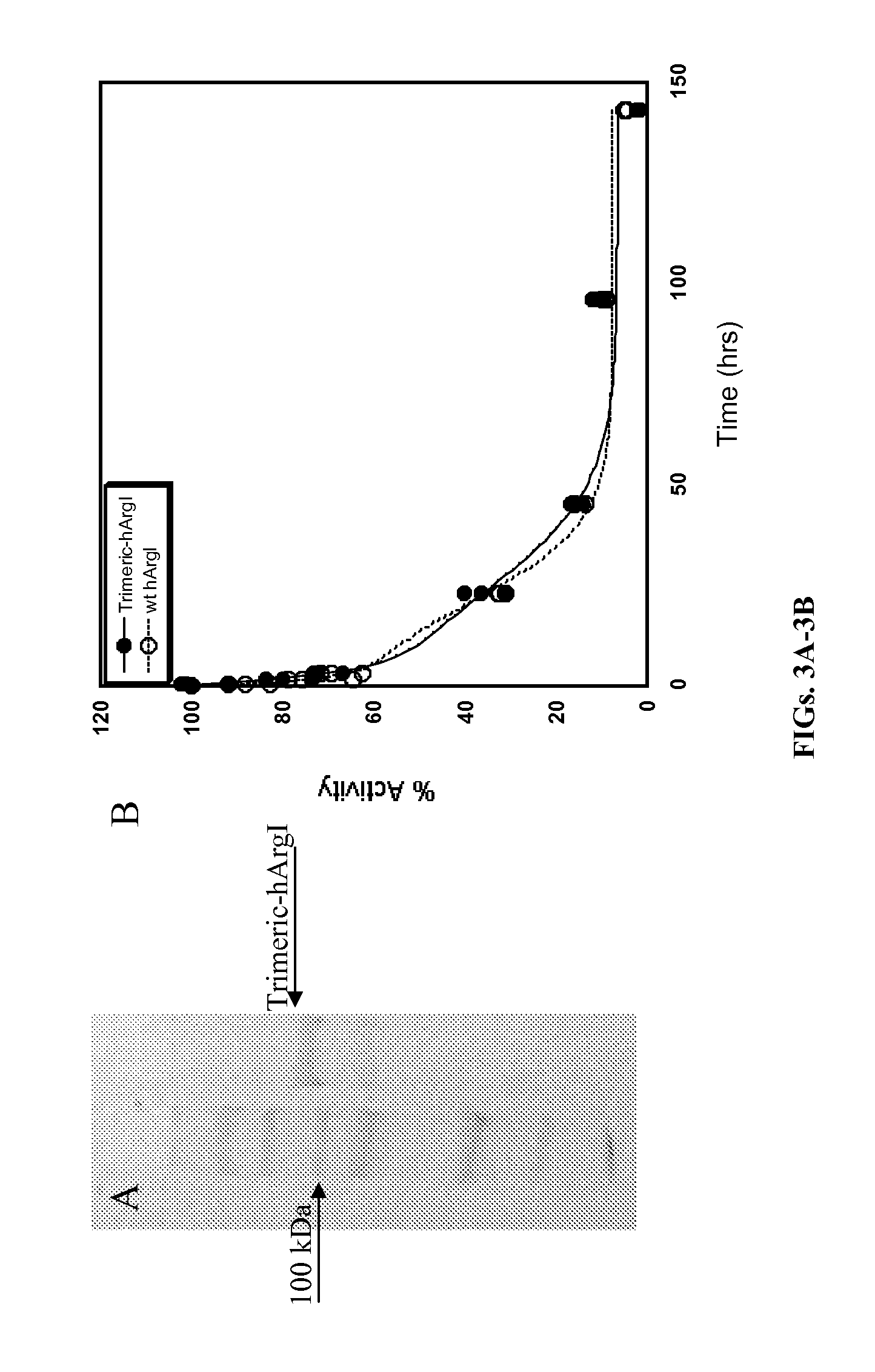 Methods for purifying pegylated arginase