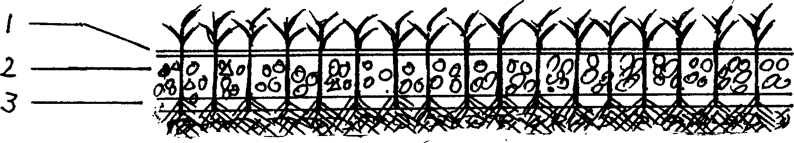 Organic soilless lawn blanket and rapid producing method thereof