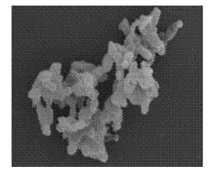 4, 5 diamino 1-pyrazole sulphate degradation bacteria and bacterium agent produced by same