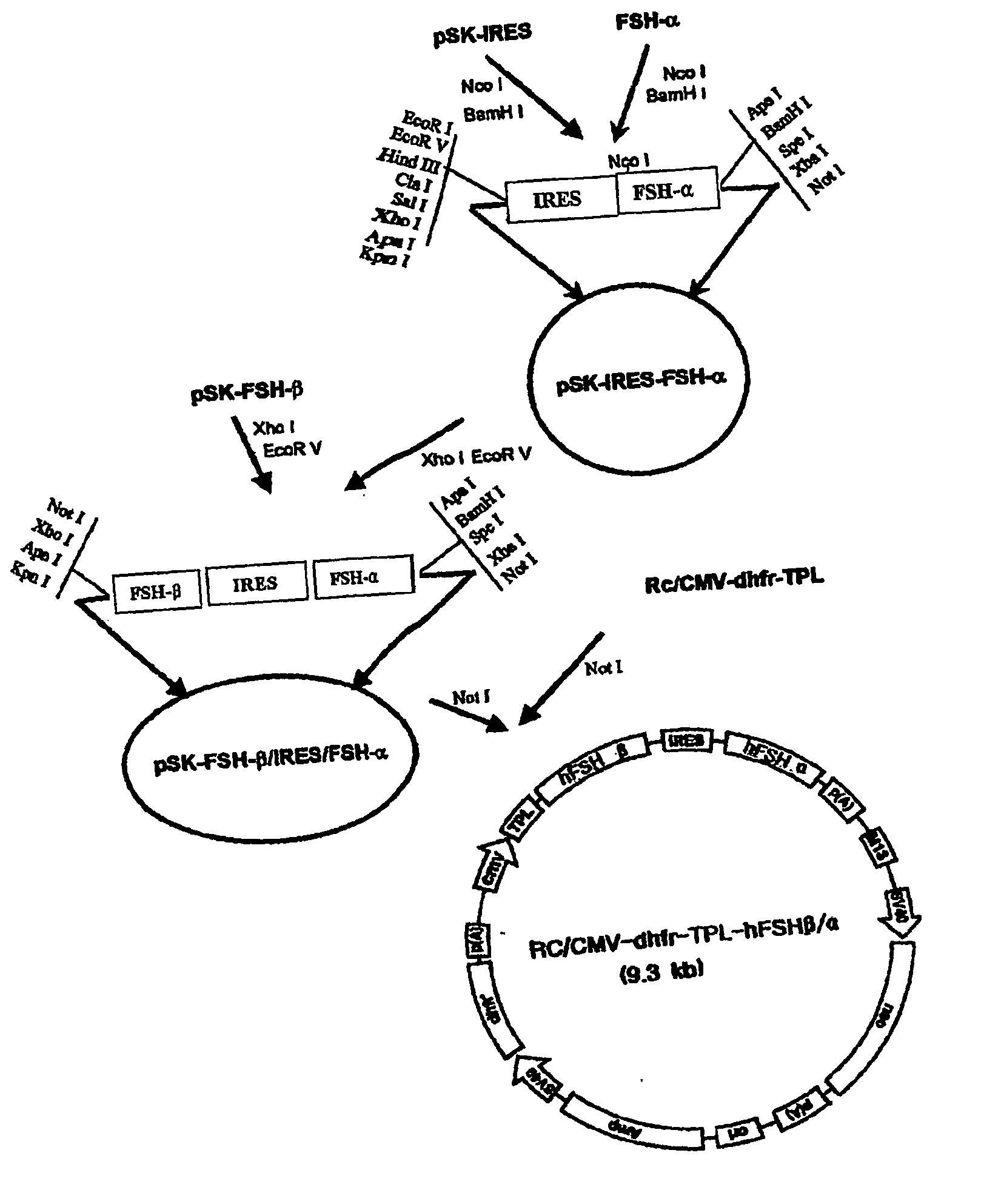 Method for mass production of human pollicle stimulating hormone