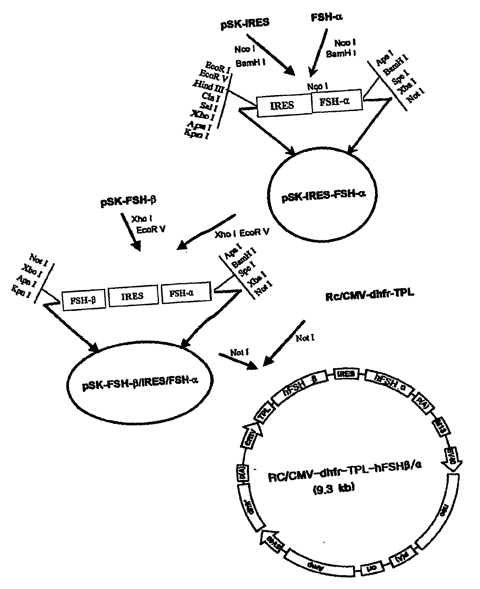 Method for mass production of human pollicle stimulating hormone