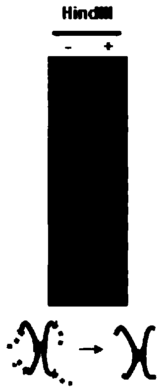 dlo Hi-C chromosome conformation capture method