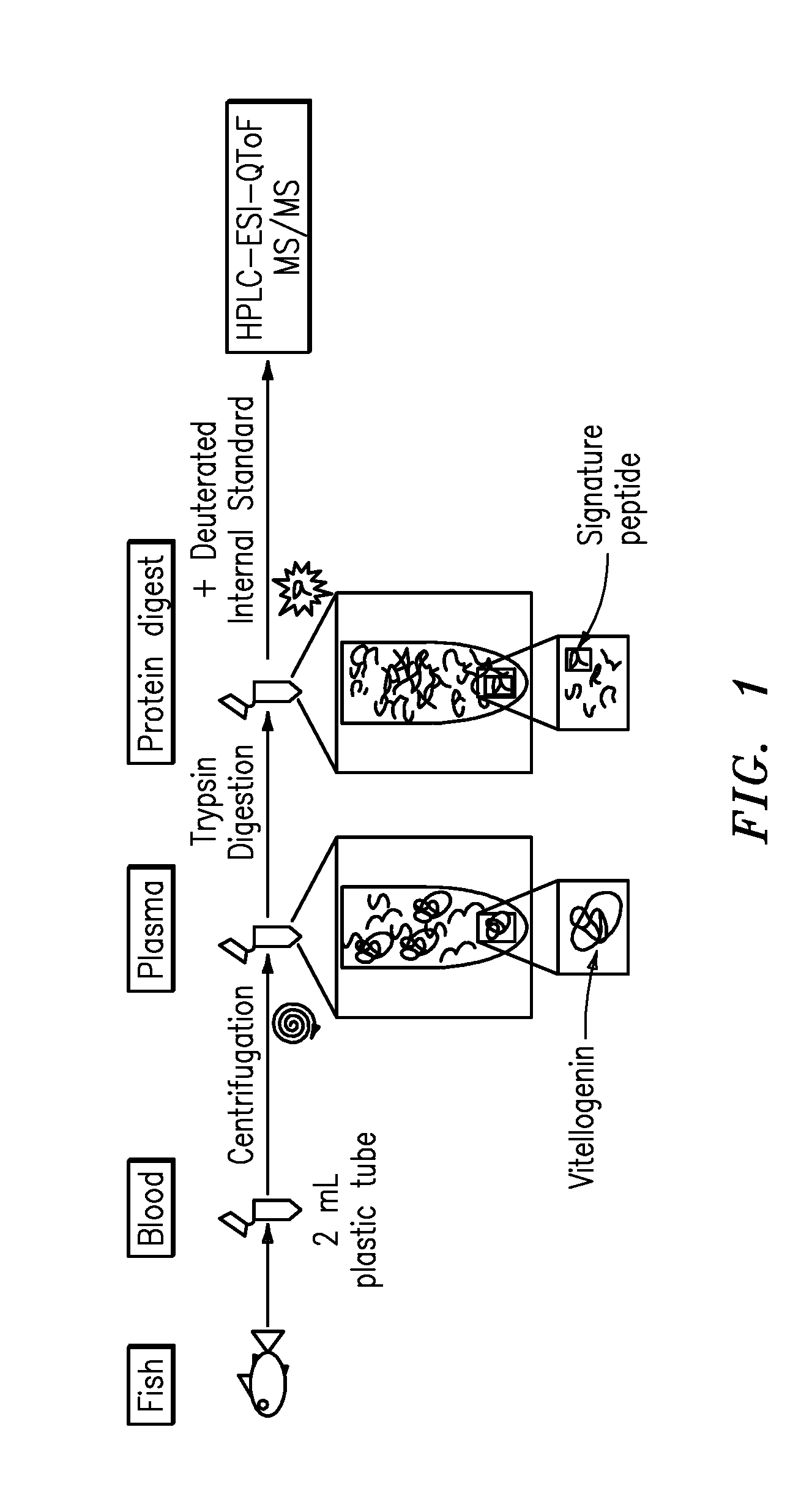 Quantification of vitellogenin