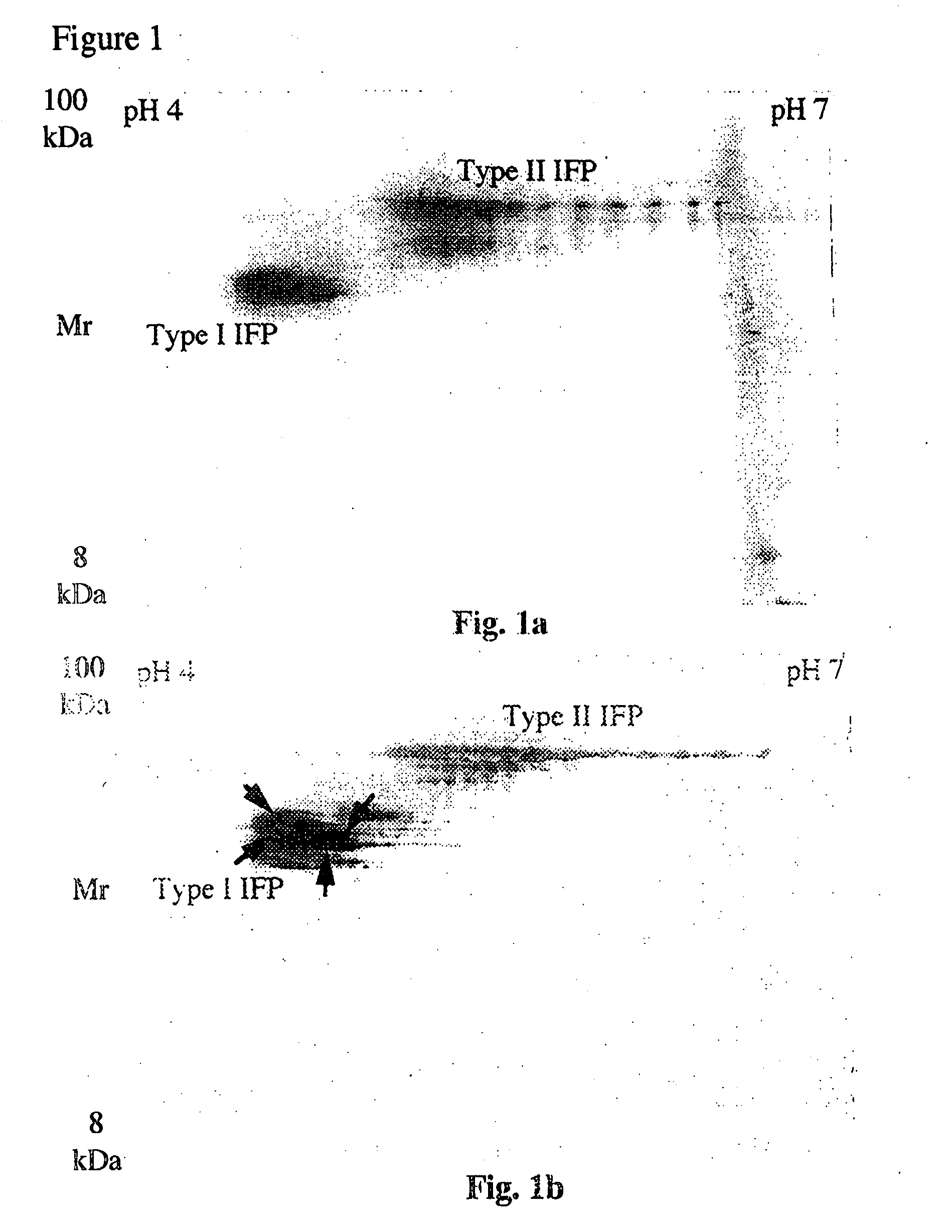 Electrophoresis separation methods