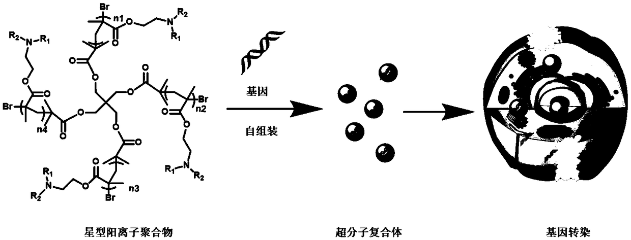 Star polymer as well as preparation method and application thereof