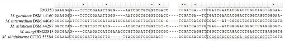 Mycobacterium tuberculosis H37Rv new gene as well as encoding protein and application thereof