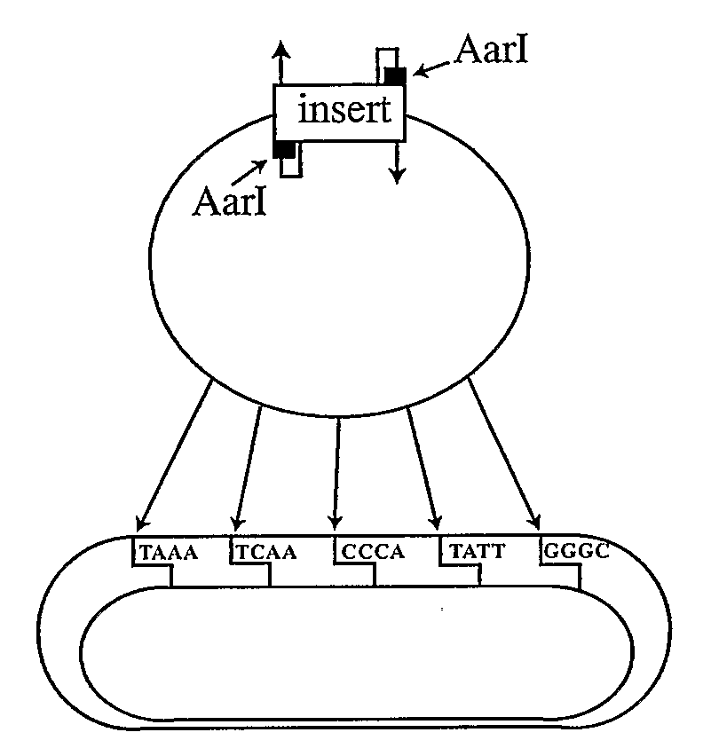 Vectors And Methods For Genetic Immunization