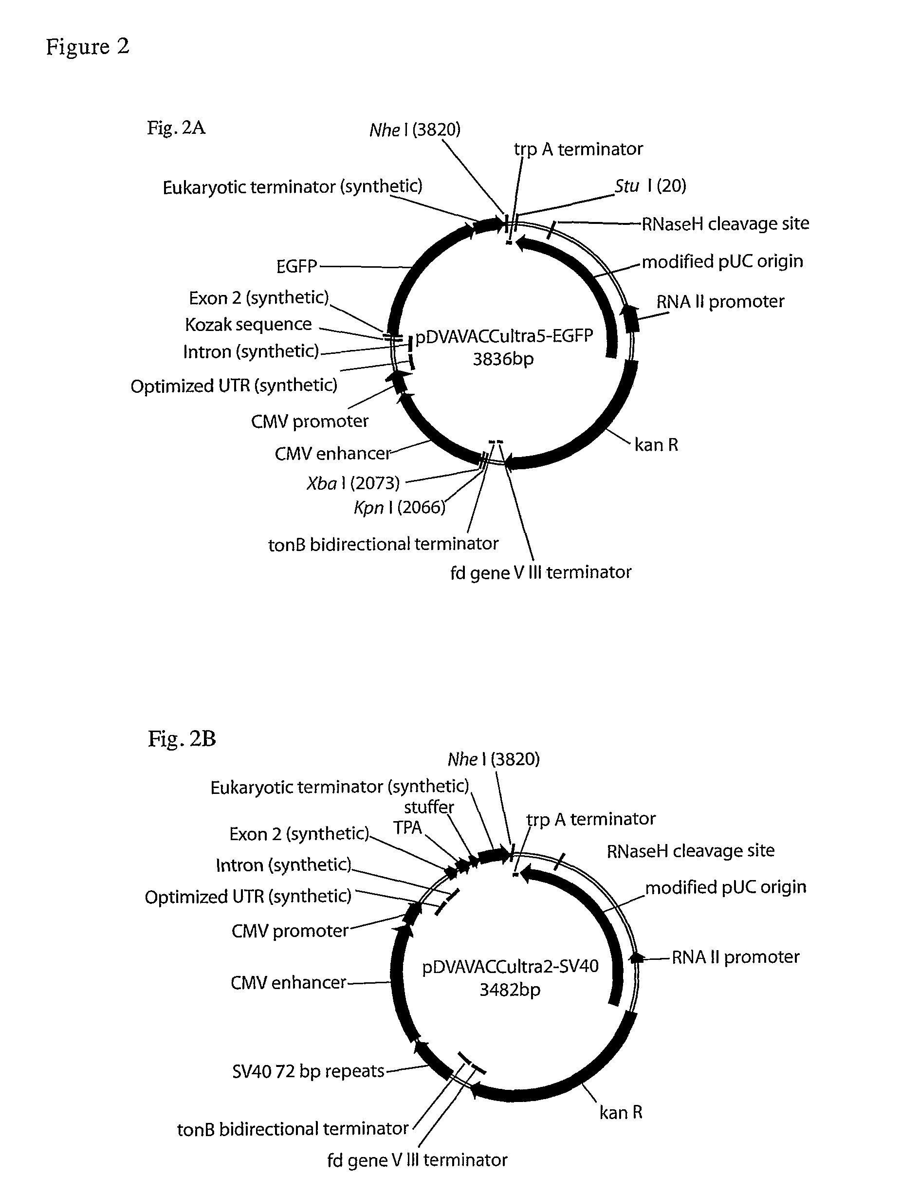 Vectors And Methods For Genetic Immunization