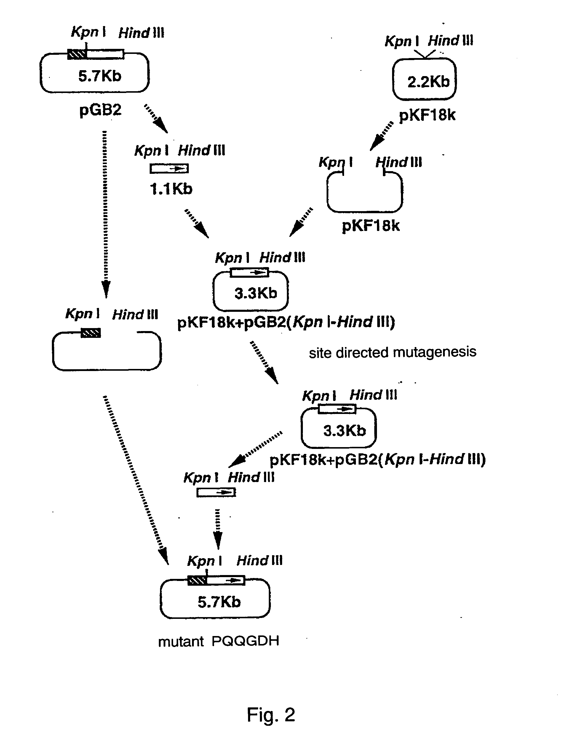 Glucose dehydrogenase