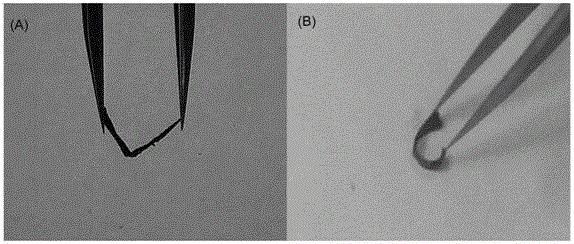 Sandwich-structured composite graphene paper electrode material preparation method