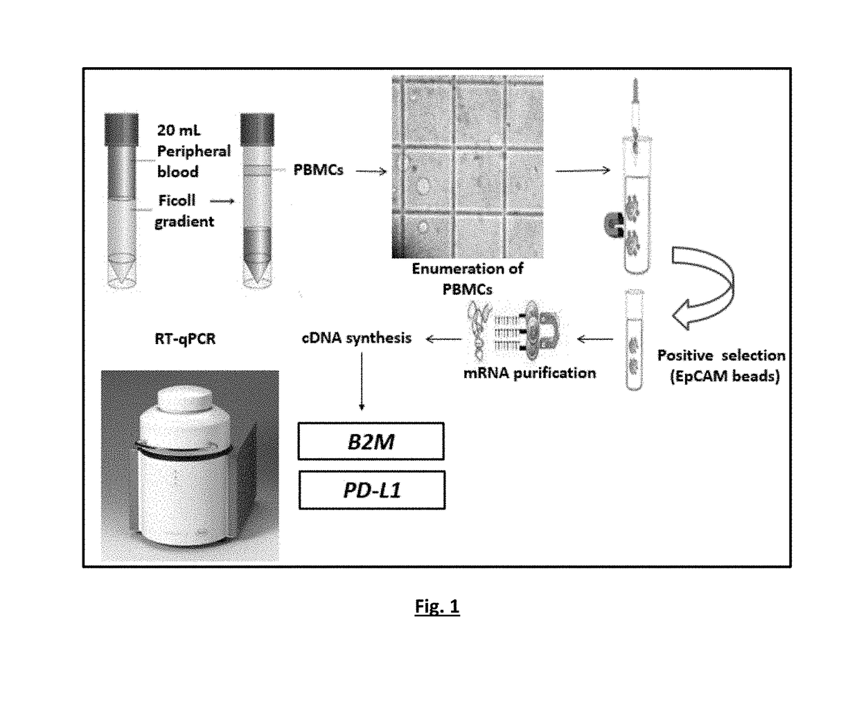 Method for the quantification of pd-l1 expression