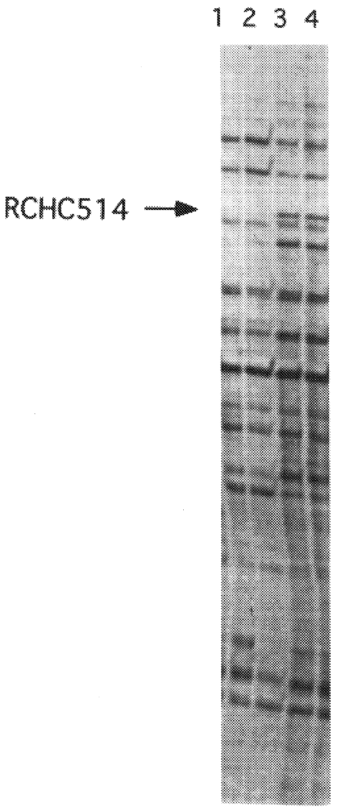 Compositions and methods for the treatment and diagnosis of cardiovascular disease using rchd528 as a target