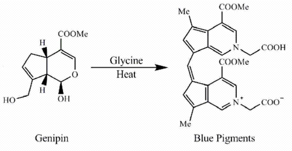 Application of genipin amino acid derivative as NF-kappa B inhibitor