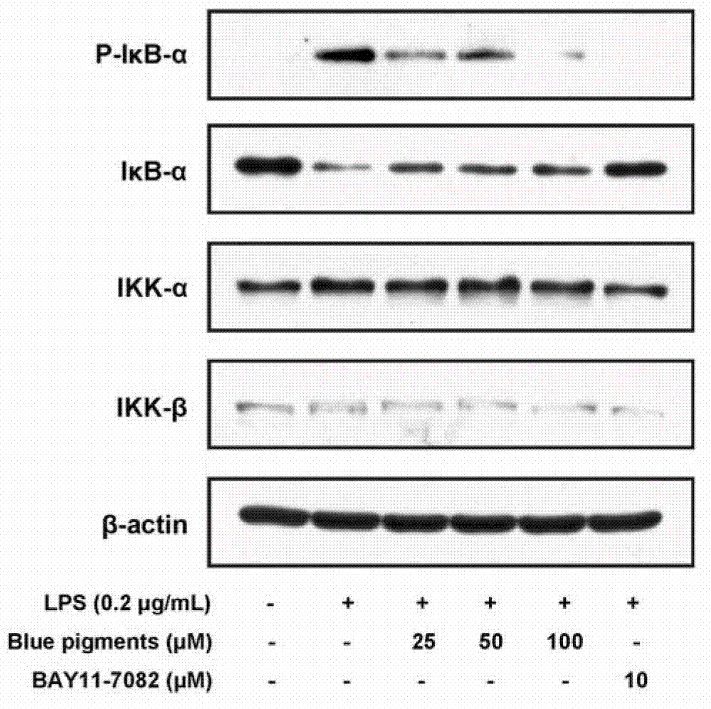 Application of genipin amino acid derivative as NF-kappa B inhibitor