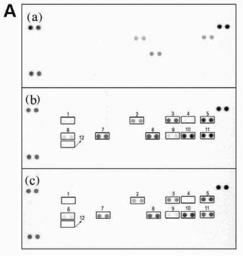 Application of genipin amino acid derivative as NF-kappa B inhibitor