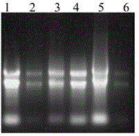 Plant nutrition storage protein (GmVSPB) gene