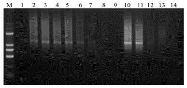 Plant nutrition storage protein (GmVSPB) gene