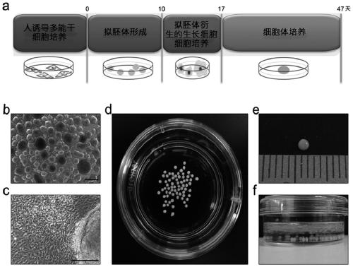 Method for producing cartilage cells induced to be differentiated from stem cells