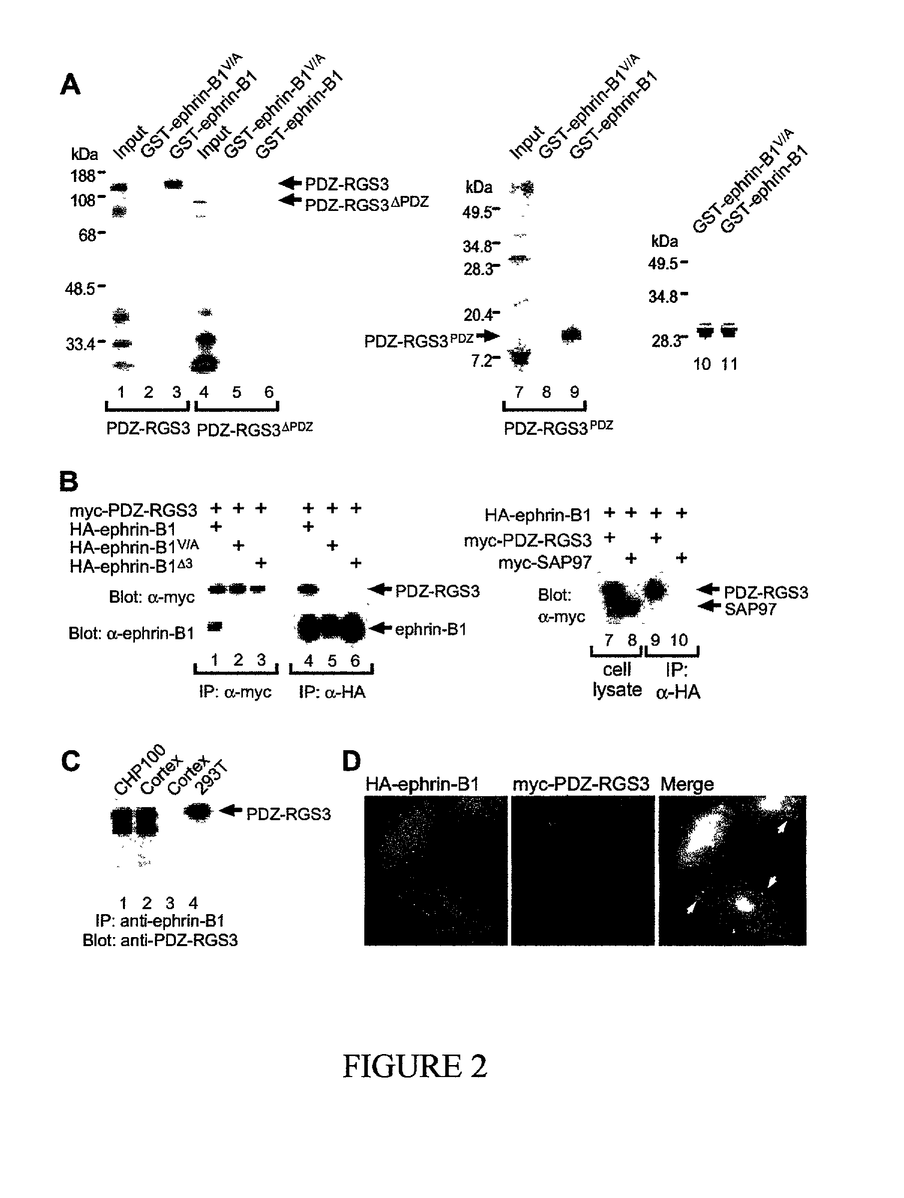 B-ephrin regulation of G-protein coupled chemoattraction, compositions, and methods of use