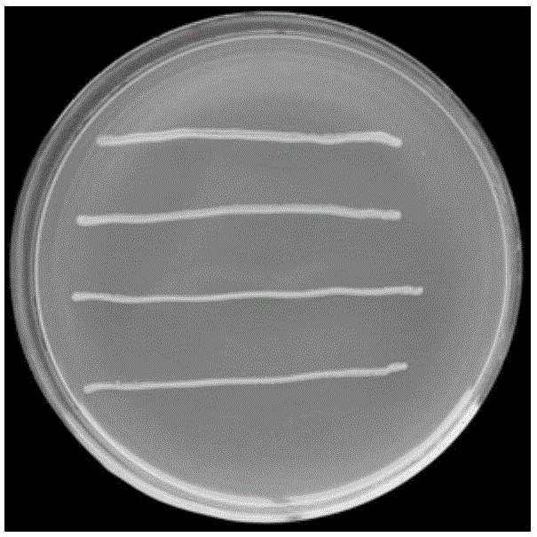 Acinetobacter johnson aj-3 strain and use thereof