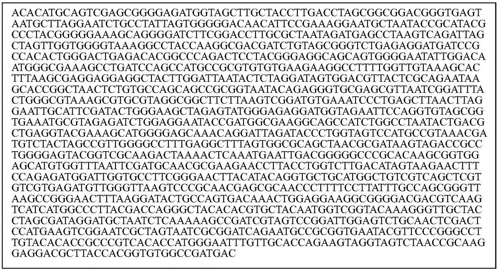 Acinetobacter johnson aj-3 strain and use thereof