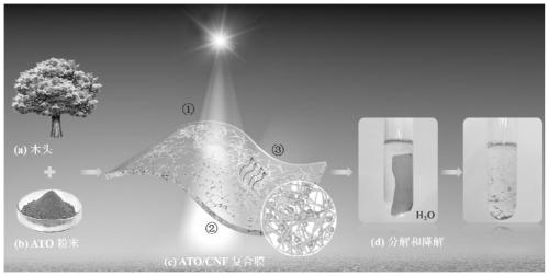 Preparation and application of ATO heat insulation film based on natural cellulose nanofibers