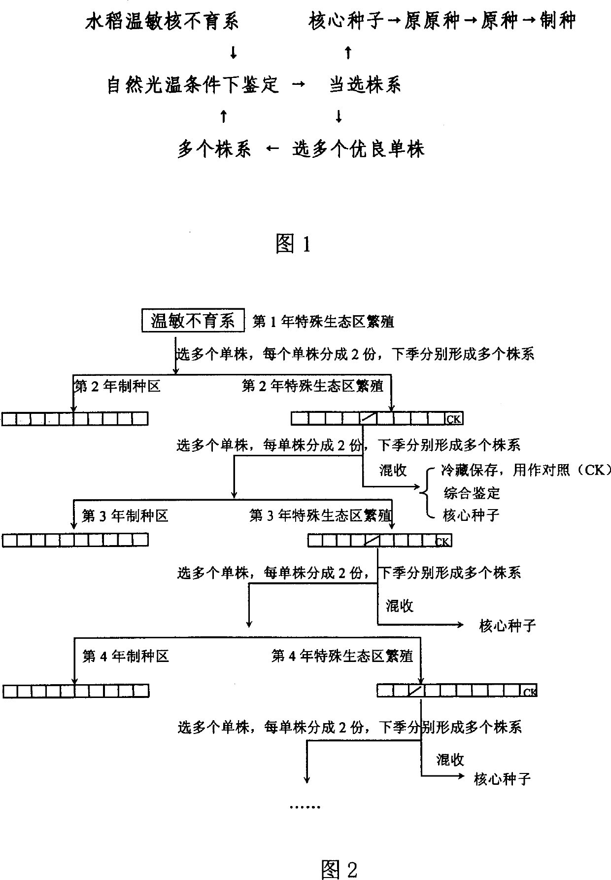 Method for breeding stock of rice temp-sensing sterile line and purifying origin temp