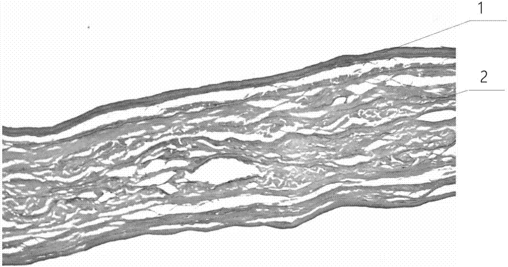 Artificial biological cardiac and vascular valve on basement membrane component surface layer and preparation method thereof